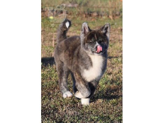 Κουτάβια Akita Inu